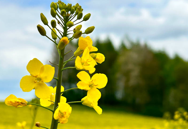 Gelbe Rapsblüten vor unscharfem Hintergrund mit Bäumen.