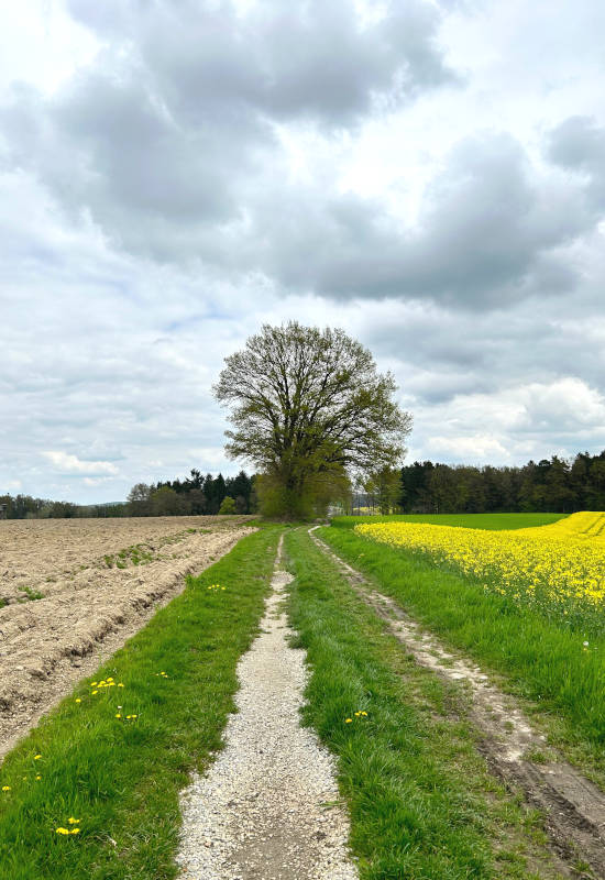 Weg zwischen Feldern mit Baum und bewölktem Himmel.