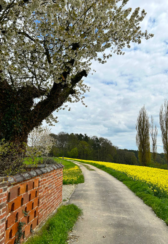 Blühender Baum neben einem Weg und gelbem Rapsfeld.
