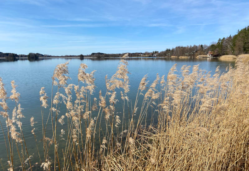 Ruhiger See mit Schilfrohr und blauem Himmel.