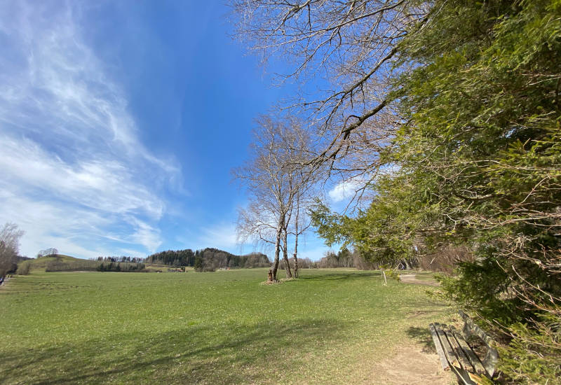Grünes Feld mit Bäumen und blauem Himmel.