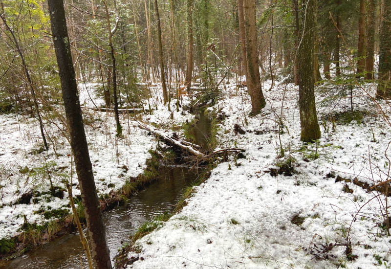 Bachlauf im verschneiten Wald mit Bäumen und Laub.