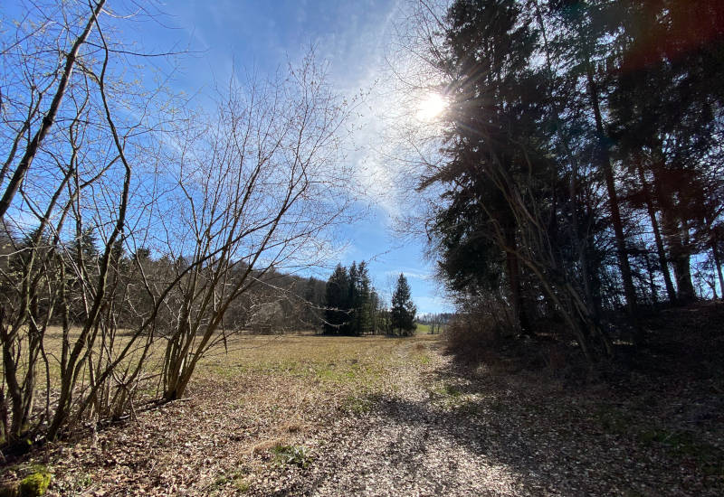 Waldweg mit Bäumen, Wiese und blauem Himmel.