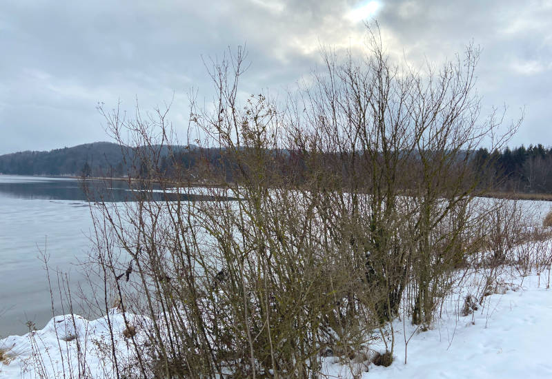 Winterliche Landschaft mit Schnee, Wasser und kahlen Büschen.