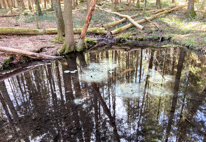 Waldlandschaft mit Wasserfläche und spiegelnden Baumreflexionen.