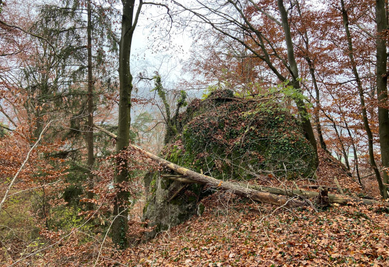 Verwilderter Wald mit Laub, Bäumen und einem moosbedeckten Felsen.