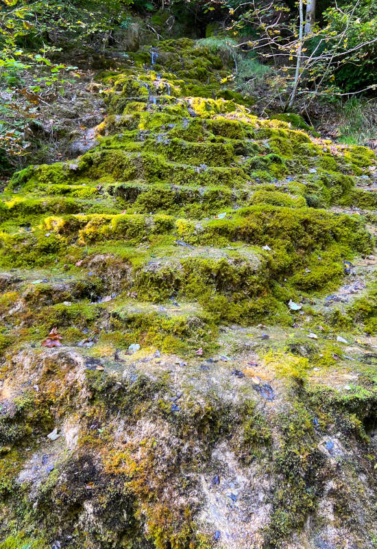 Moosbedeckte, stufenartige Felsen in einem Wald.