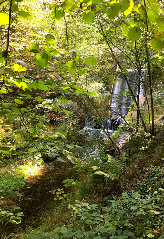 Bachlauf mit Wasserfall, umgeben von grünen Bäumen und Pflanzen.