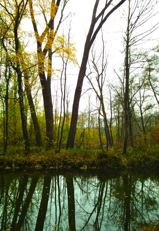 Herbstliche Bäume spiegeln sich im ruhigen Wasser.