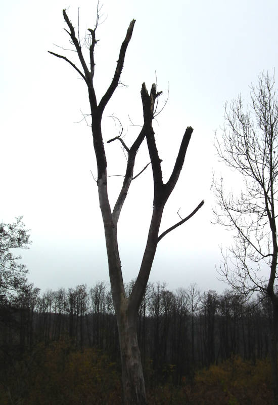 Abgestorbener Baum mit kahlen Ästen vor grauem Himmel.