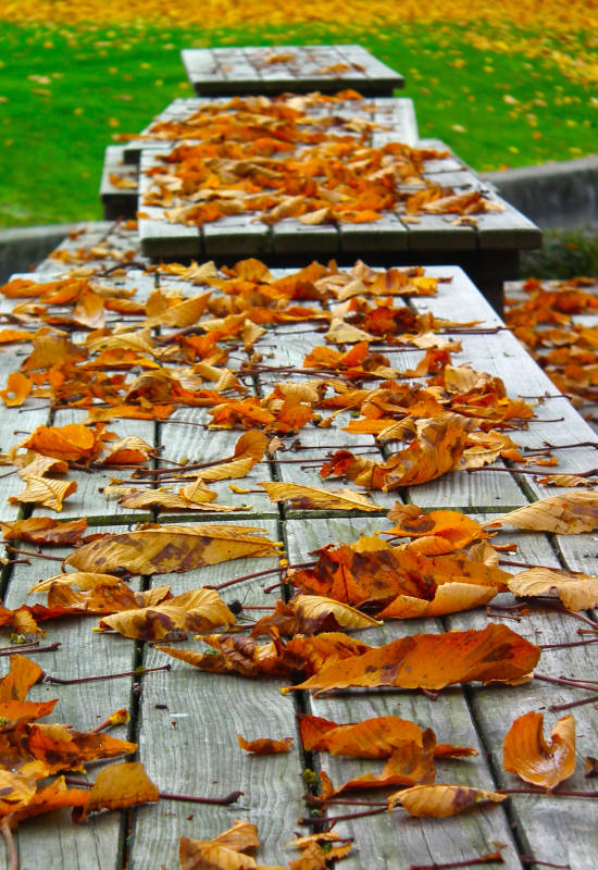 Holztisch mit bunten Herbstblättern bedeckt.